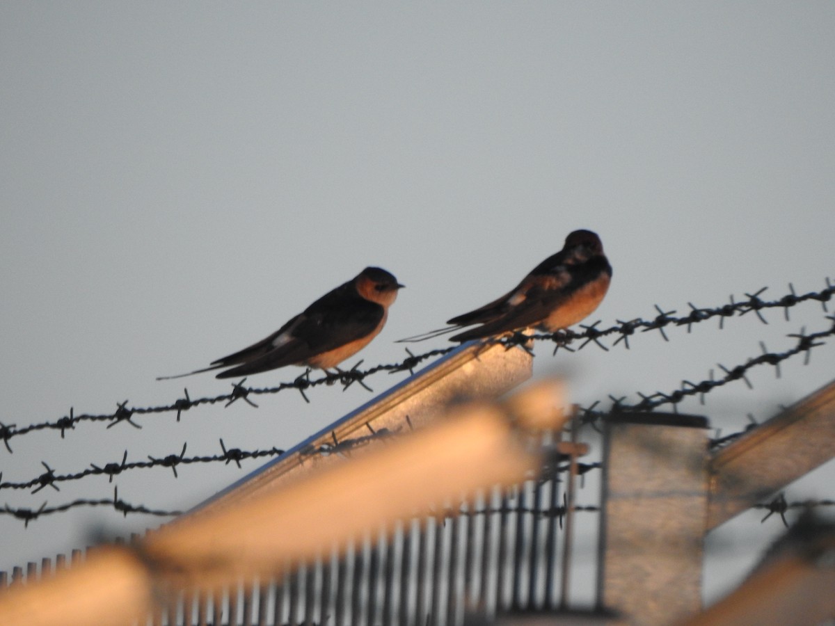 Red-rumped Swallow - ML617462319