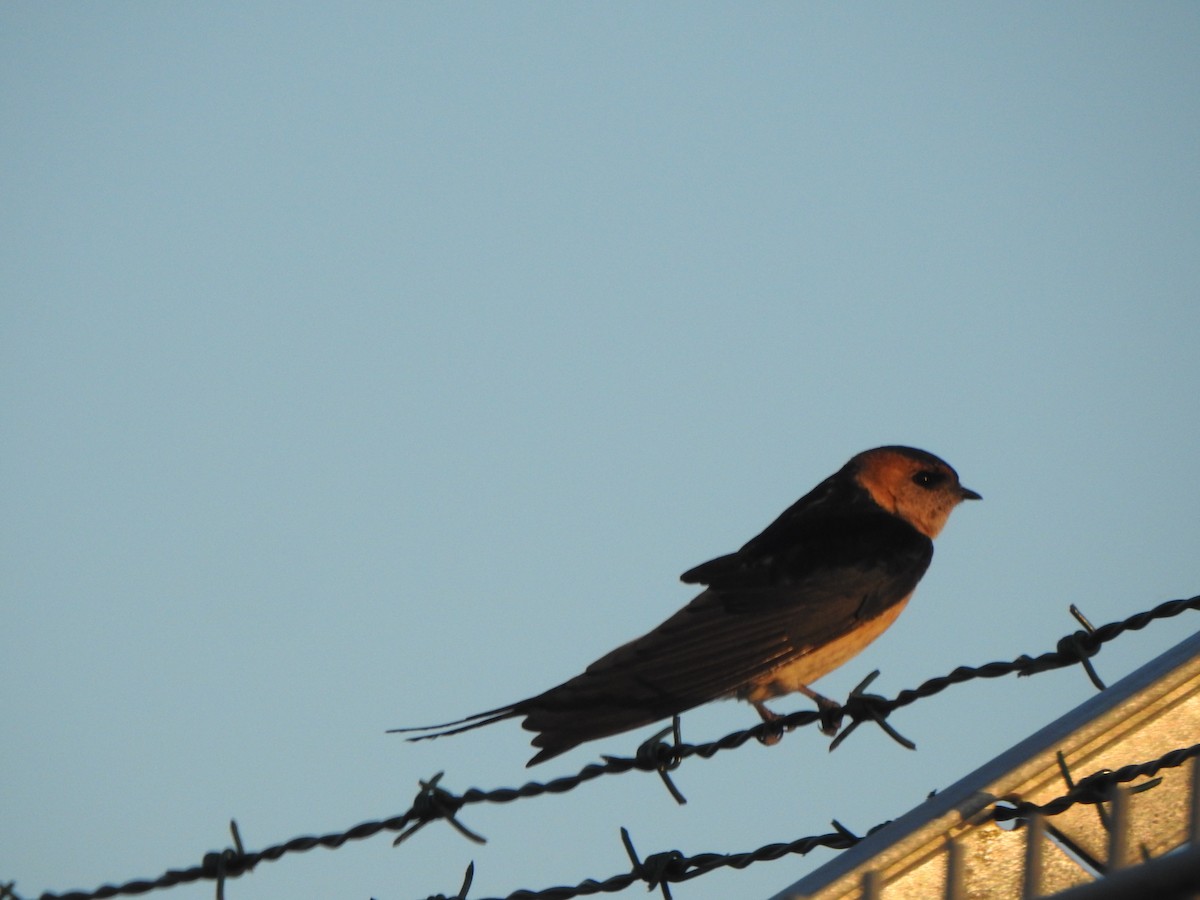 Red-rumped Swallow - ML617462320