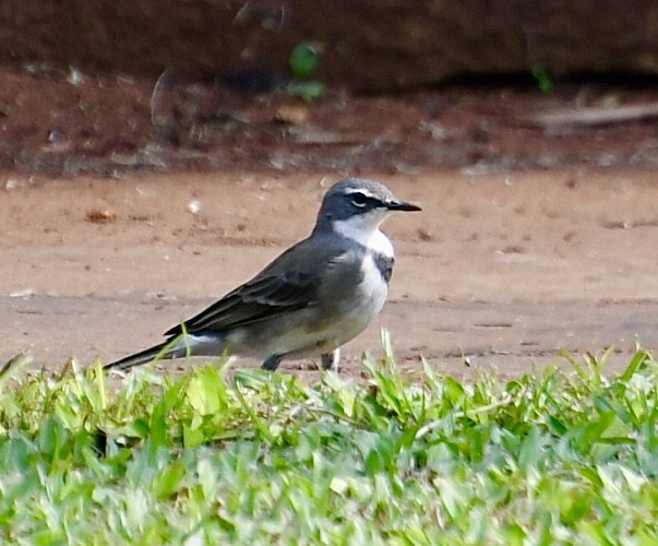 Cape Wagtail - ML617462359