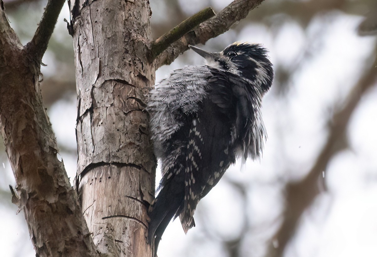 Eurasian Three-toed Woodpecker - ML617462371