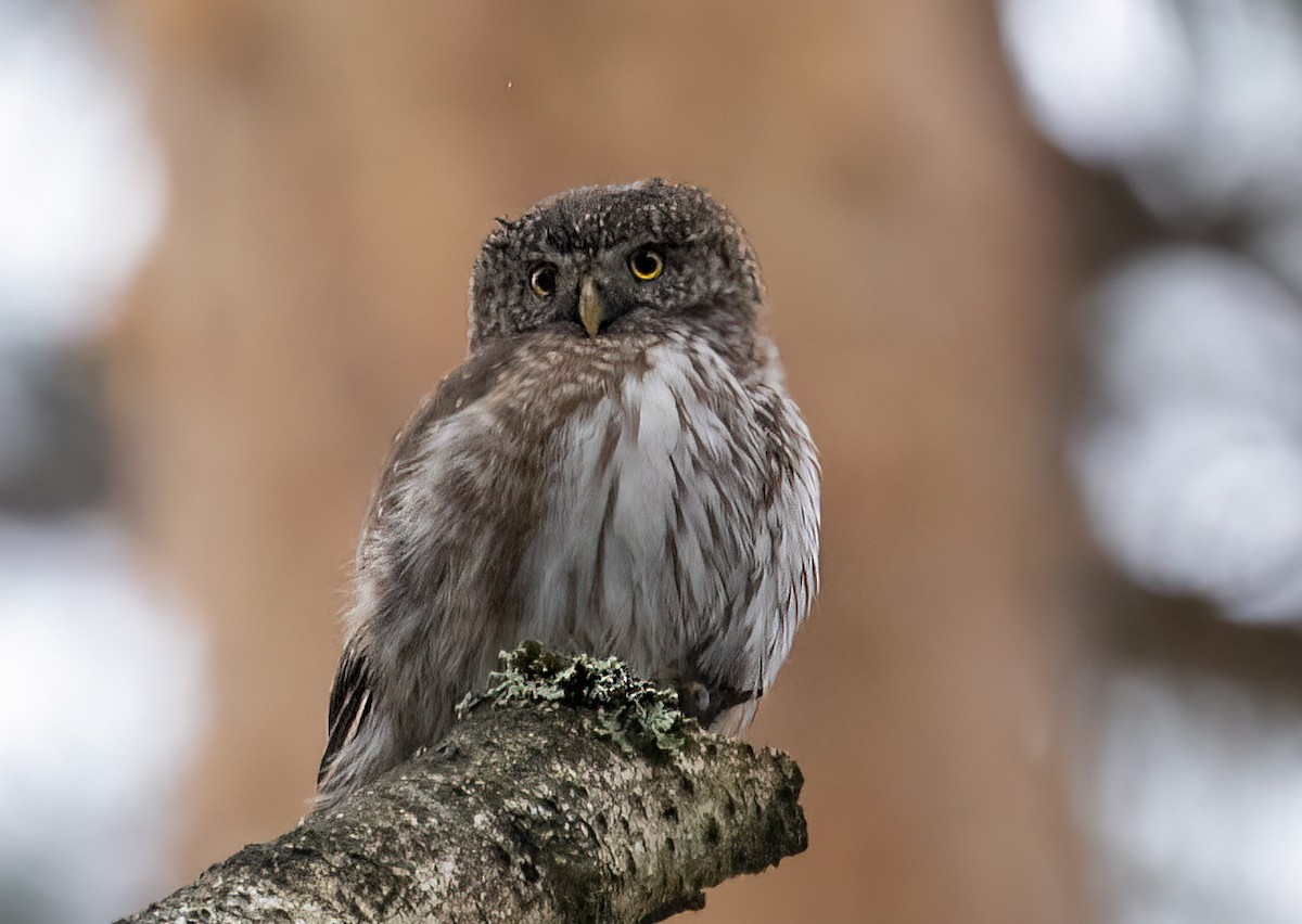 Eurasian Pygmy-Owl - ML617462382