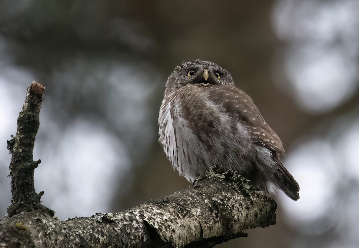 Eurasian Pygmy-Owl - ML617462383