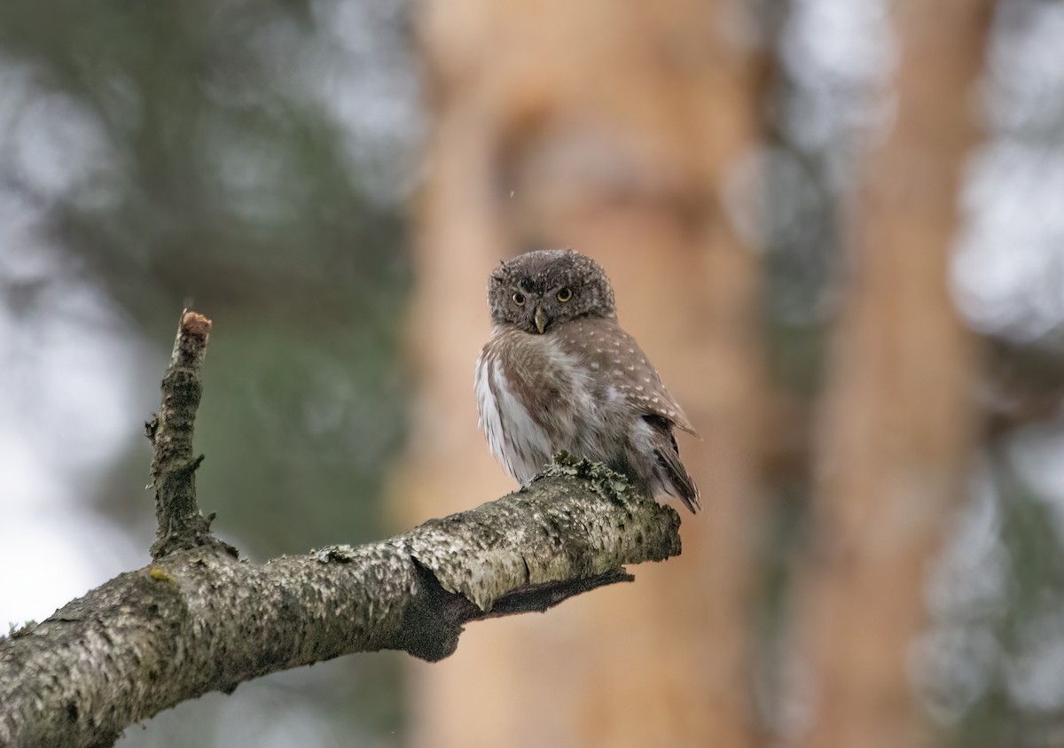 Eurasian Pygmy-Owl - ML617462384