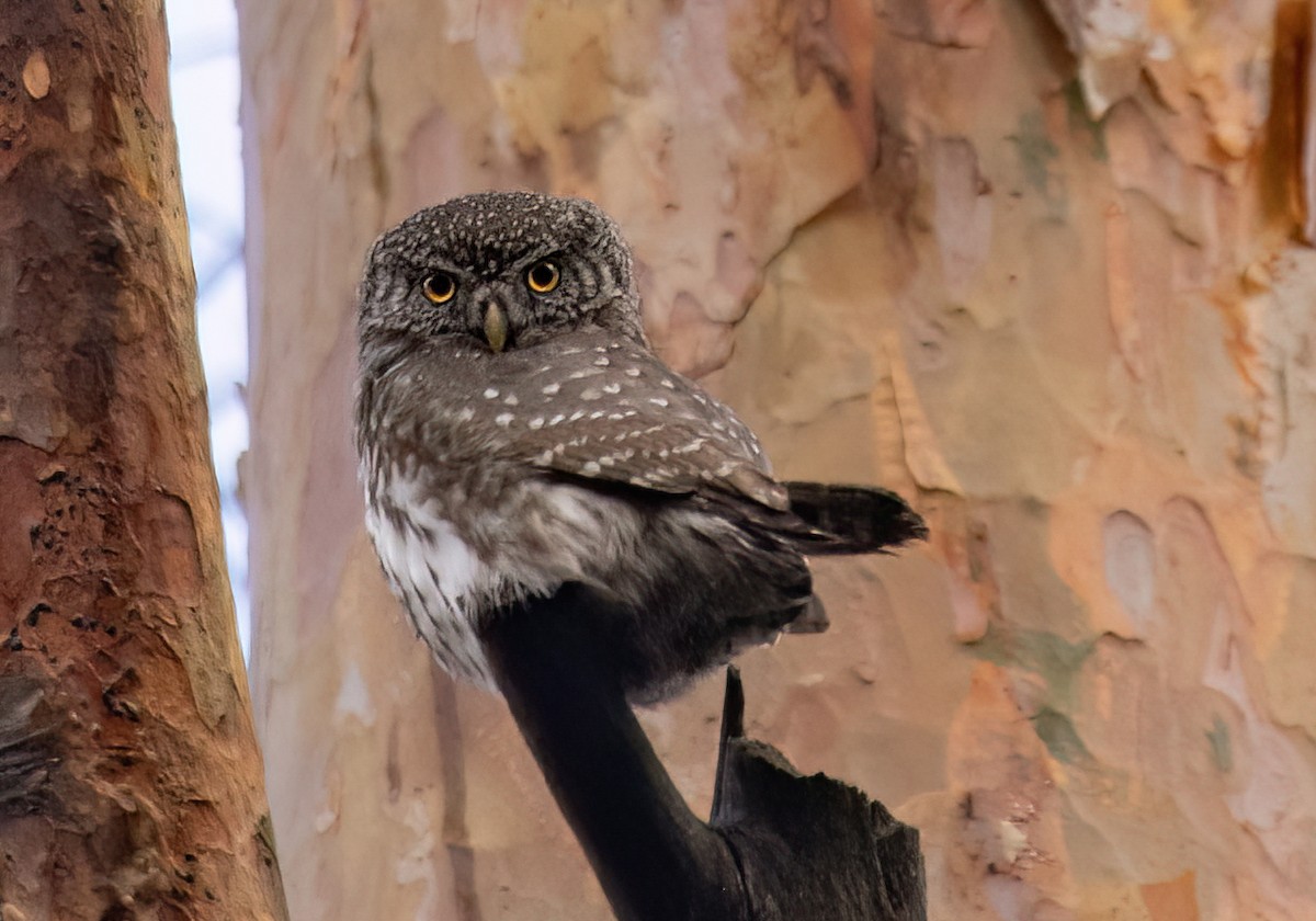 Eurasian Pygmy-Owl - ML617462385