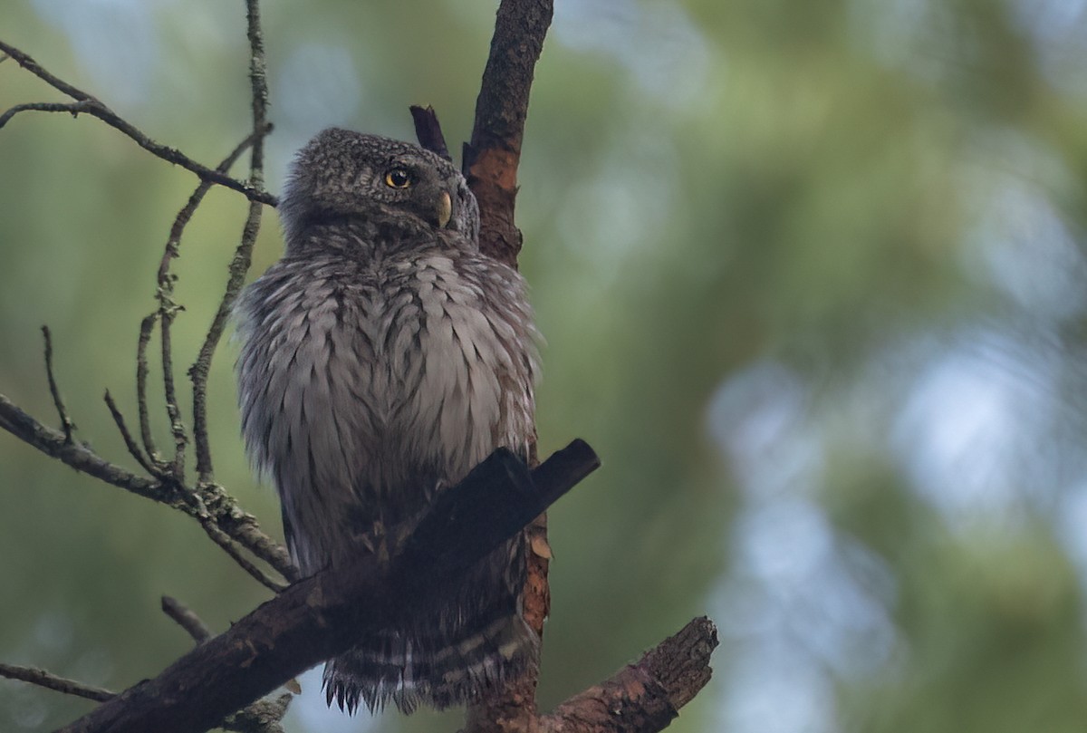 Eurasian Pygmy-Owl - ML617462387