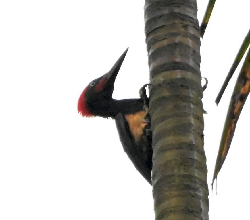 White-bellied Woodpecker - ML617462461