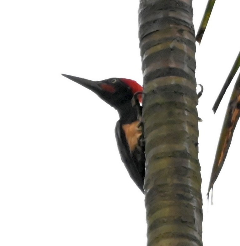White-bellied Woodpecker - Nanda Ramesh