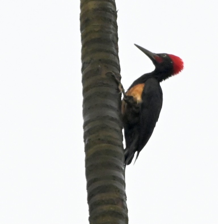 White-bellied Woodpecker - ML617462463