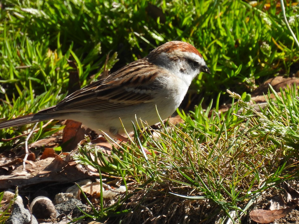 Chipping Sparrow - ML617462491