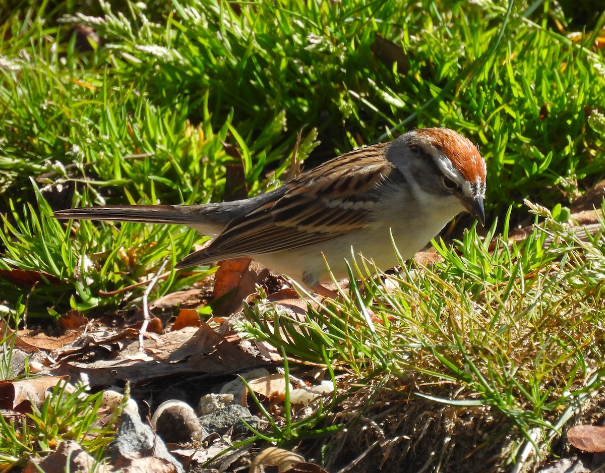 Chipping Sparrow - ML617462492