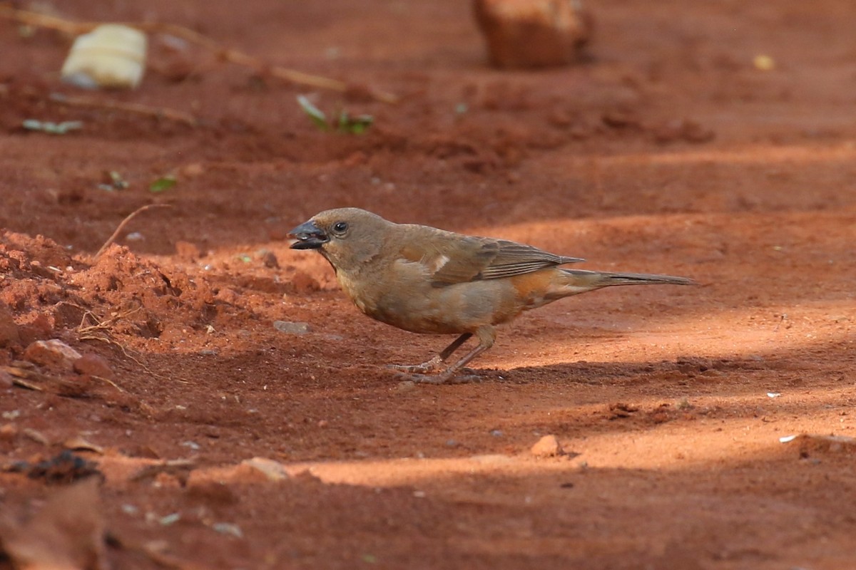 Swahili Sparrow - ML617462553