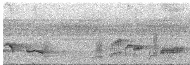 Дронго сірий (підвид stigmatops) - ML617462589