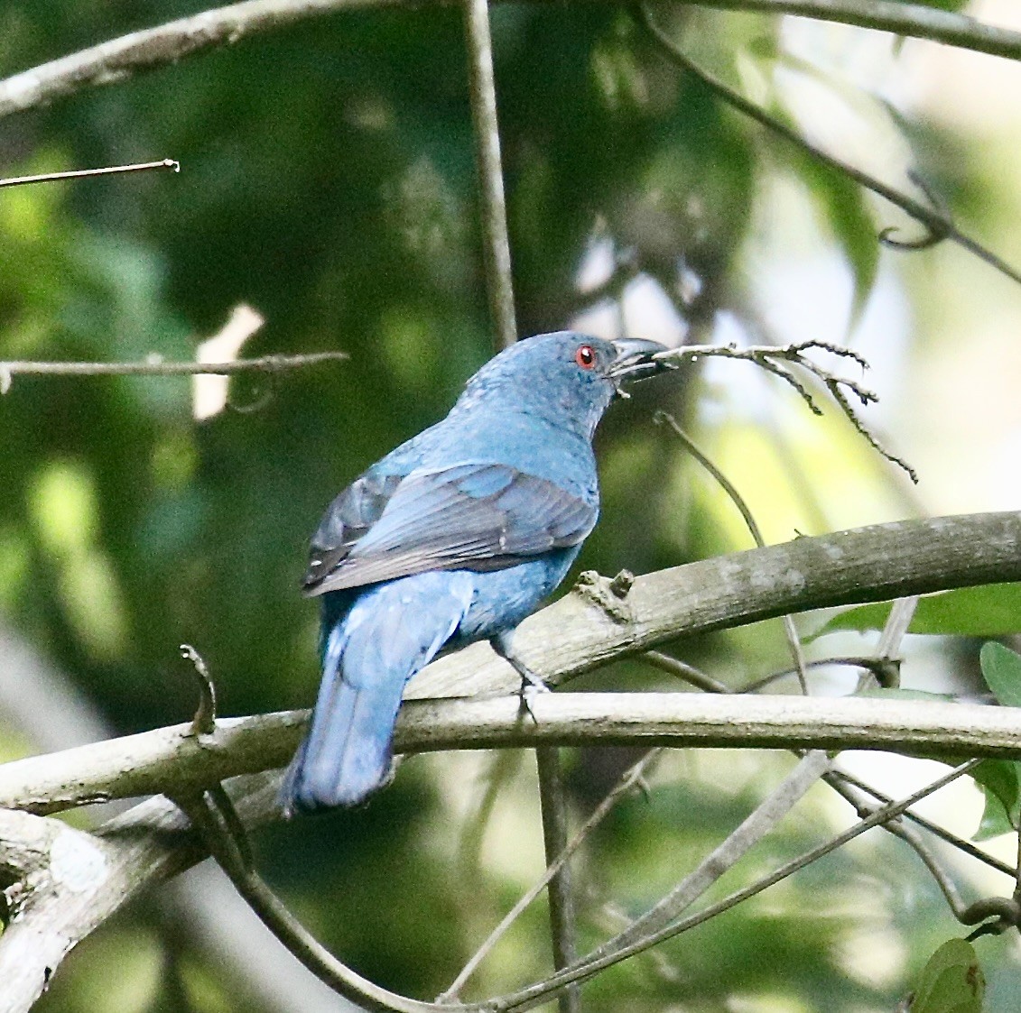 Asian Fairy-bluebird - ML617462653