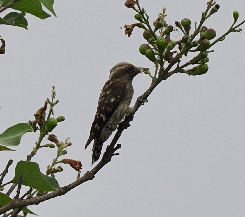 Brown-capped Pygmy Woodpecker - Rishab Ghosh