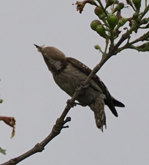 Brown-capped Pygmy Woodpecker - Rishab Ghosh