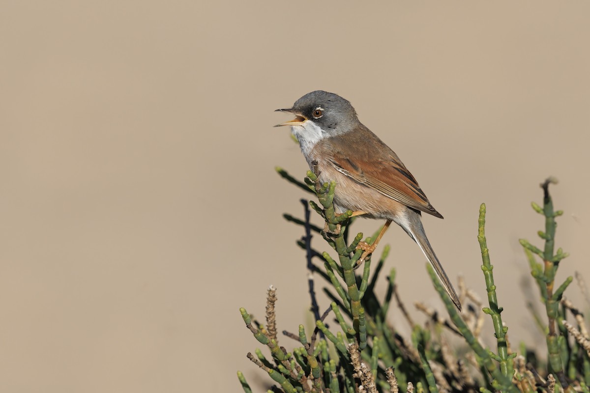Spectacled Warbler - ML617462723