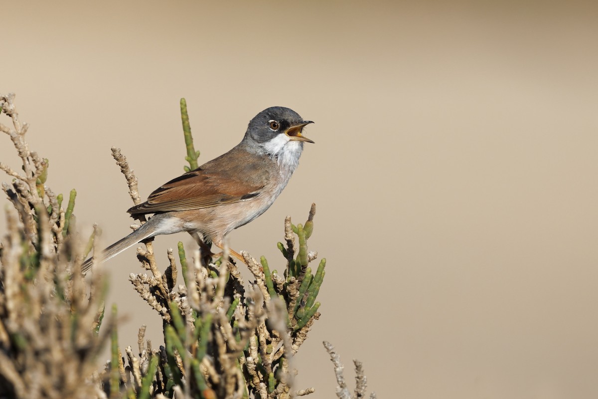 Spectacled Warbler - ML617462724