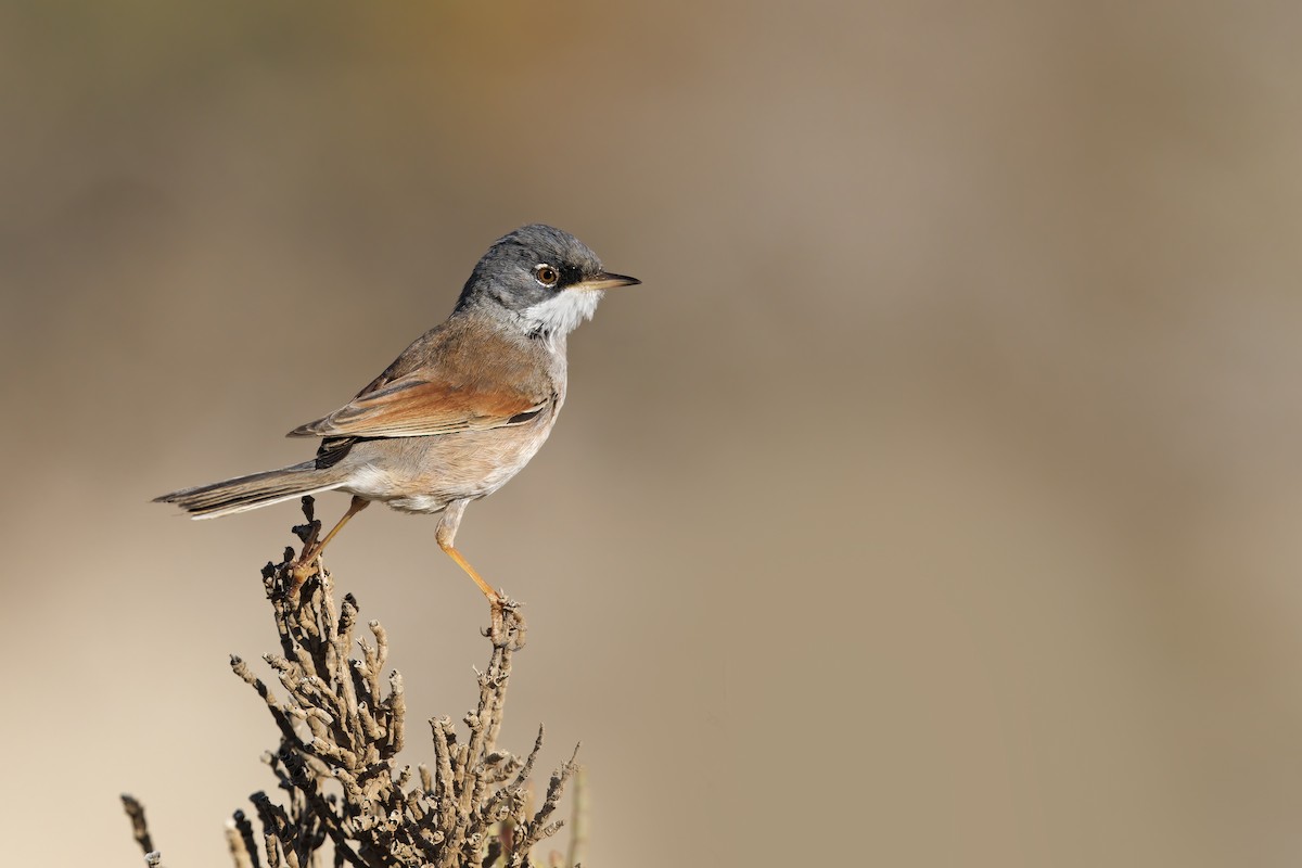 Spectacled Warbler - ML617462725