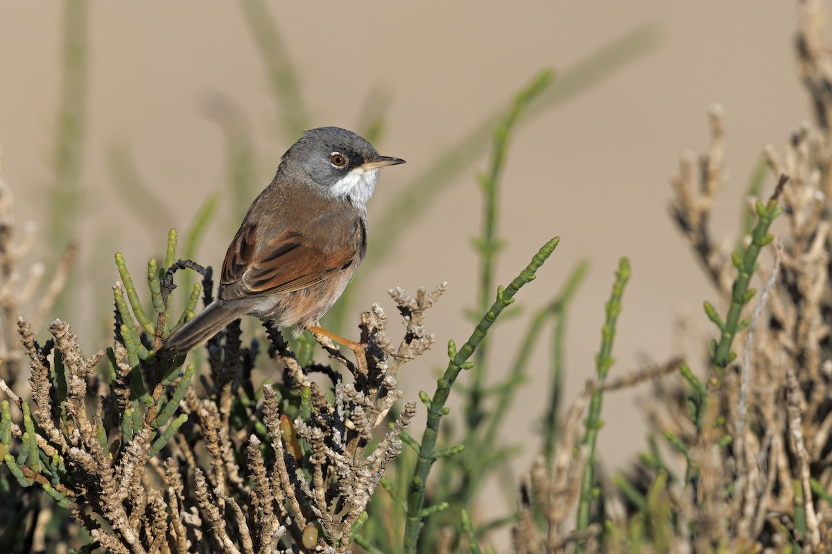 Spectacled Warbler - ML617462727