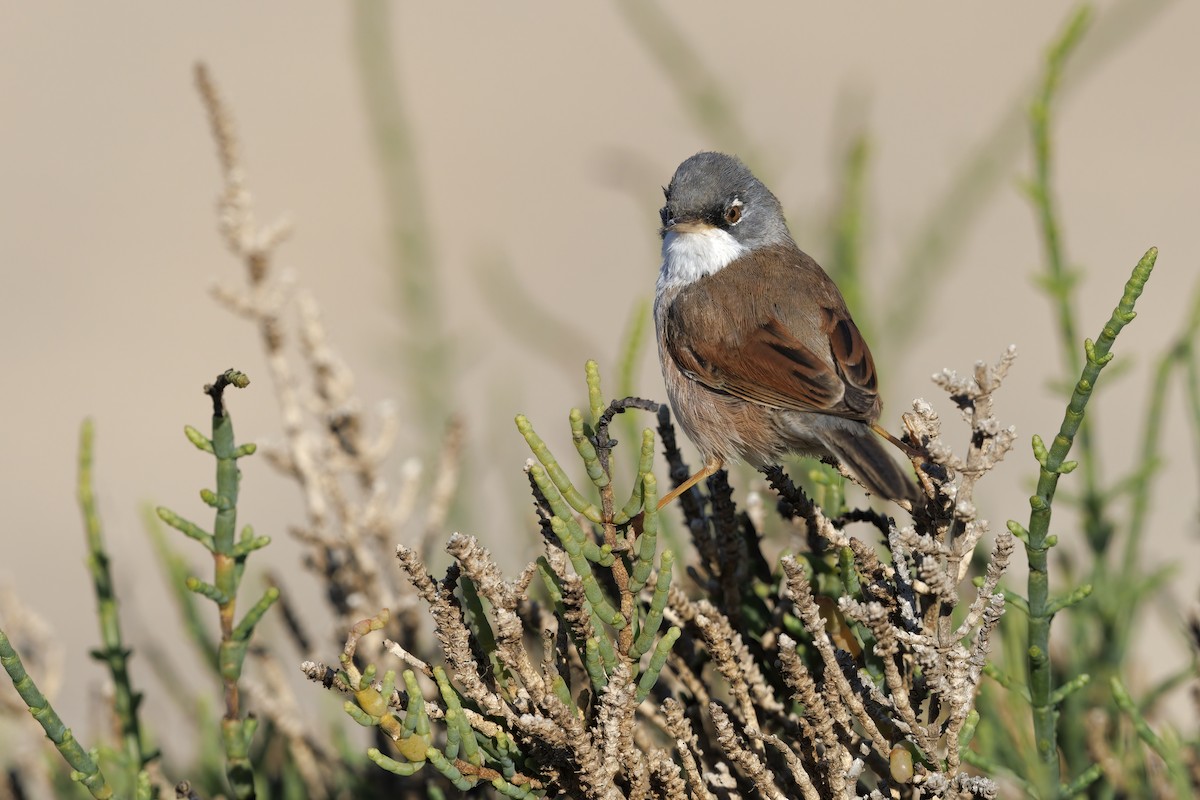 Spectacled Warbler - ML617462729