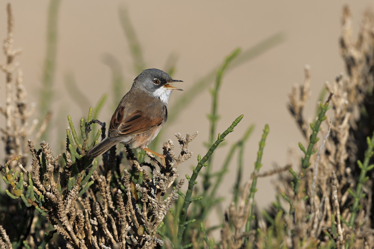 Spectacled Warbler - ML617462730