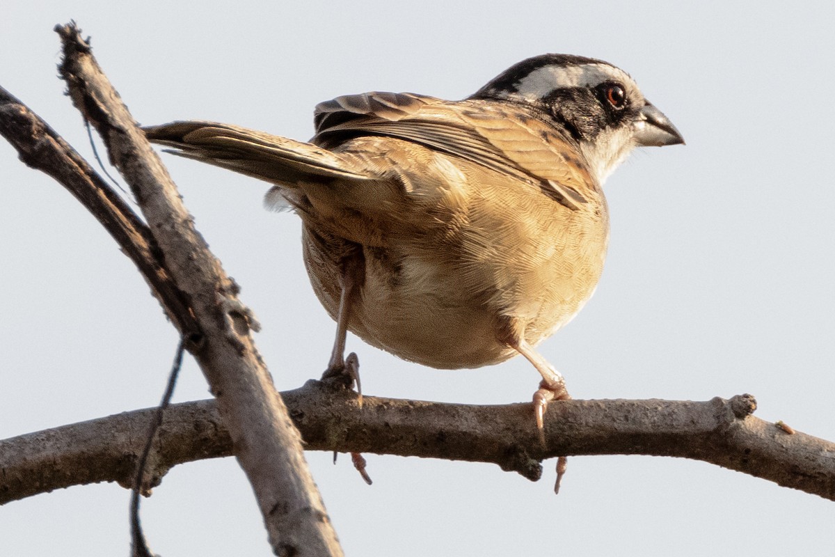Stripe-headed Sparrow - ML617462814