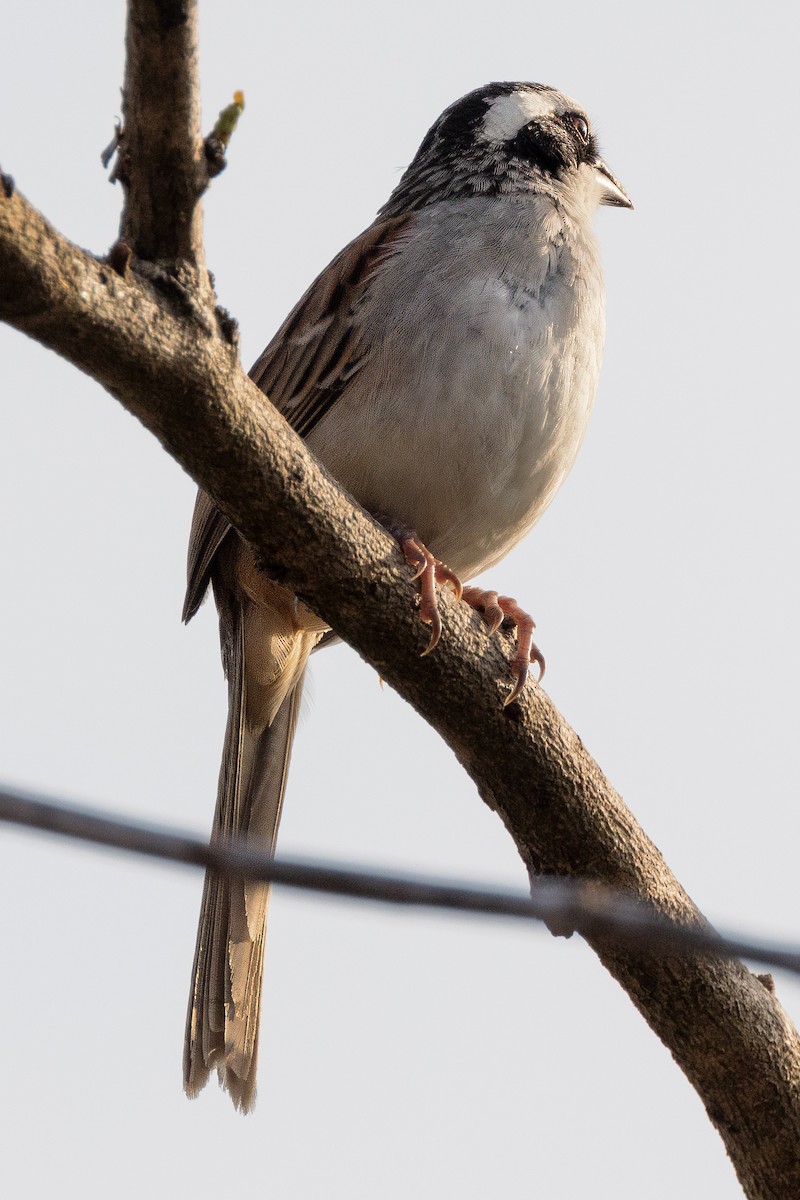 Stripe-headed Sparrow - ML617462815