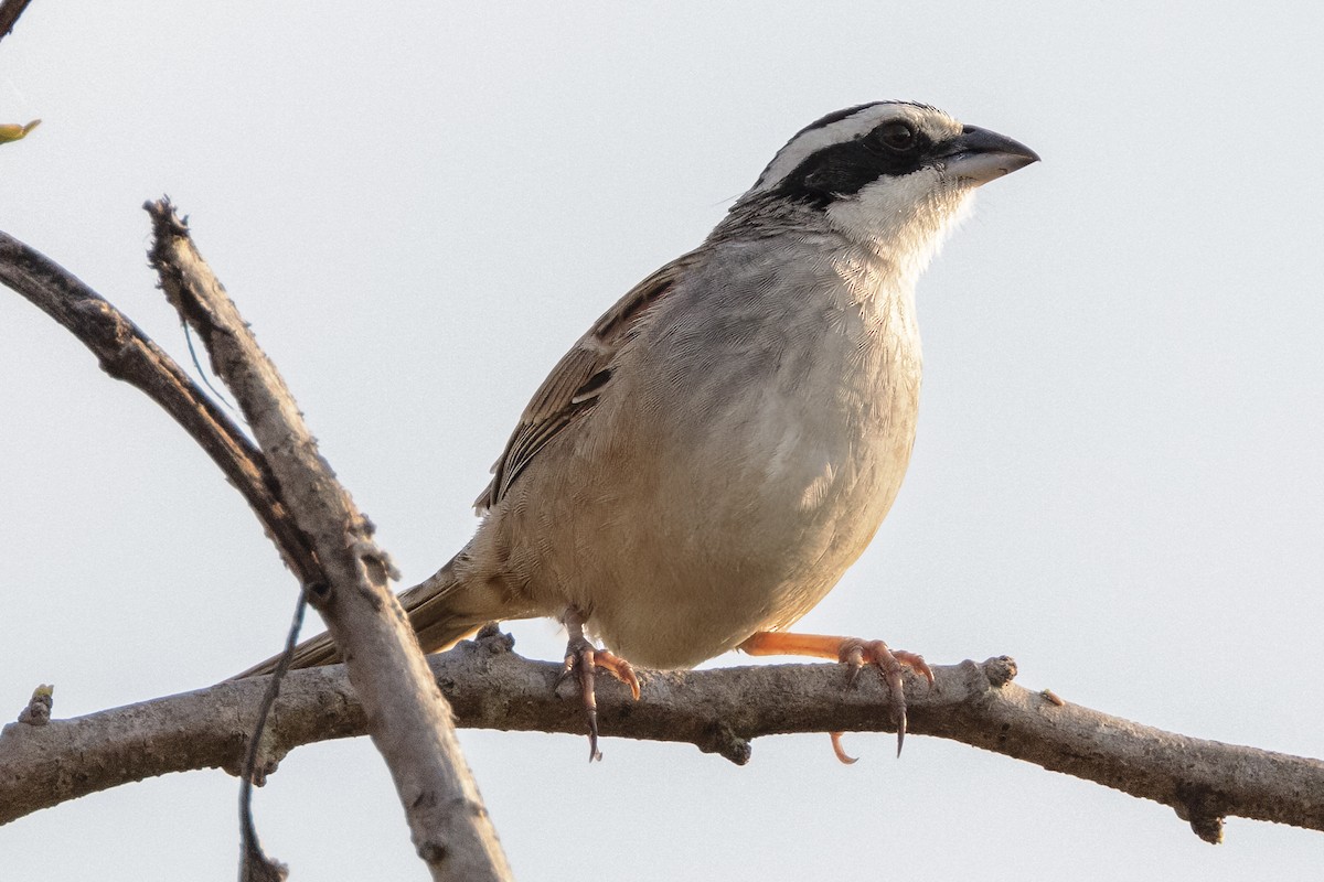 Stripe-headed Sparrow - ML617462816