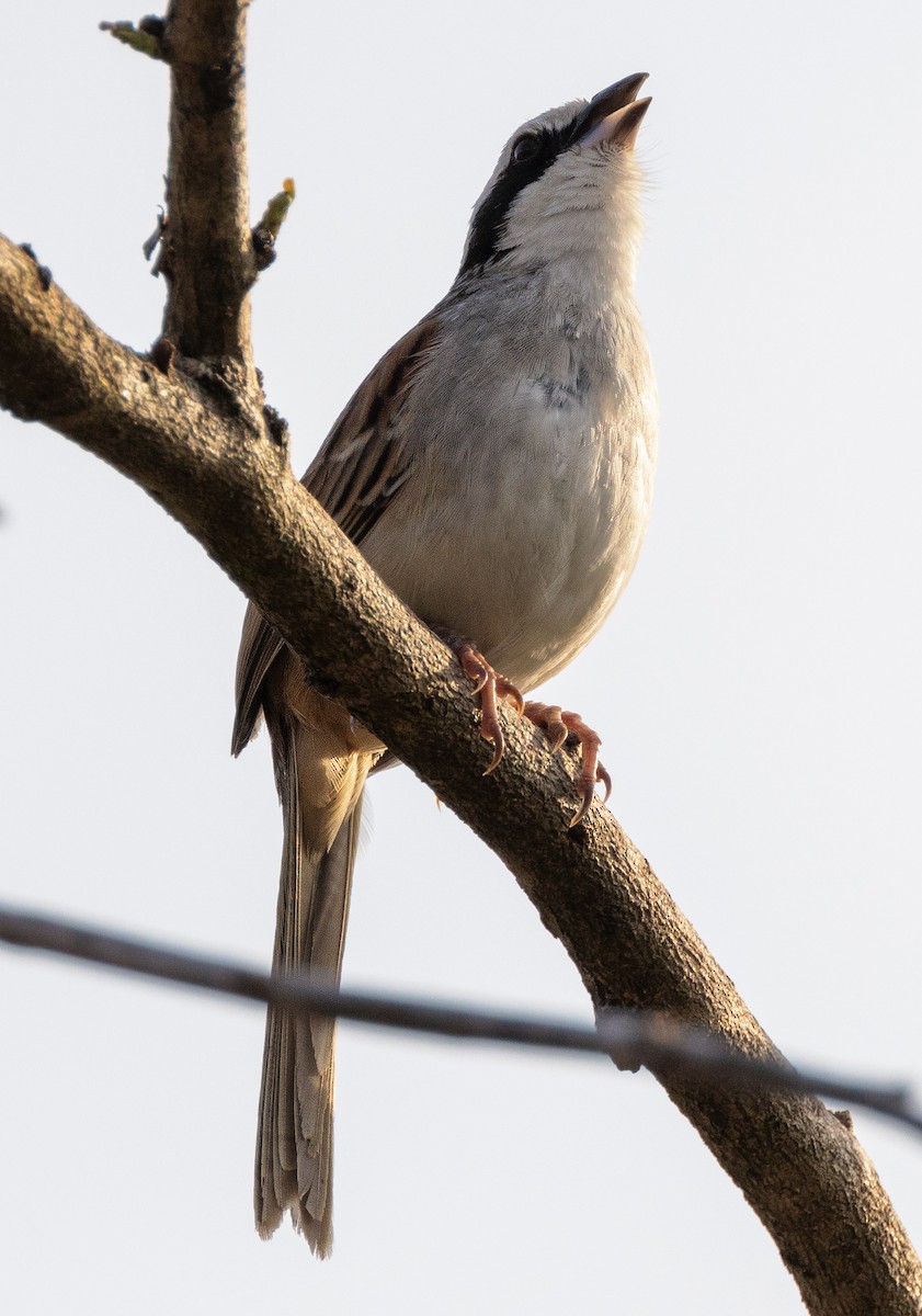 Stripe-headed Sparrow - ML617462817
