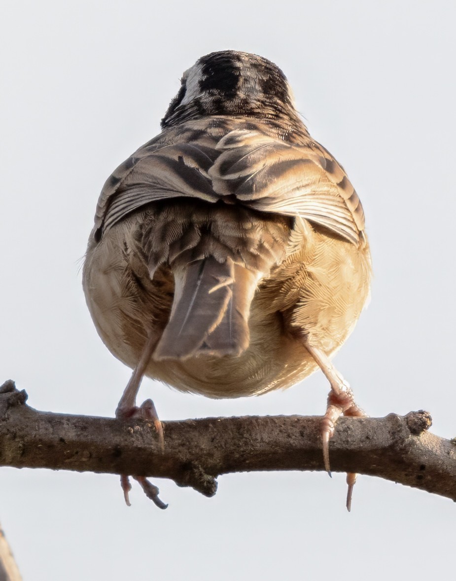 Stripe-headed Sparrow - ML617462818