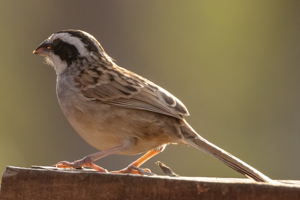 Stripe-headed Sparrow - ML617462819