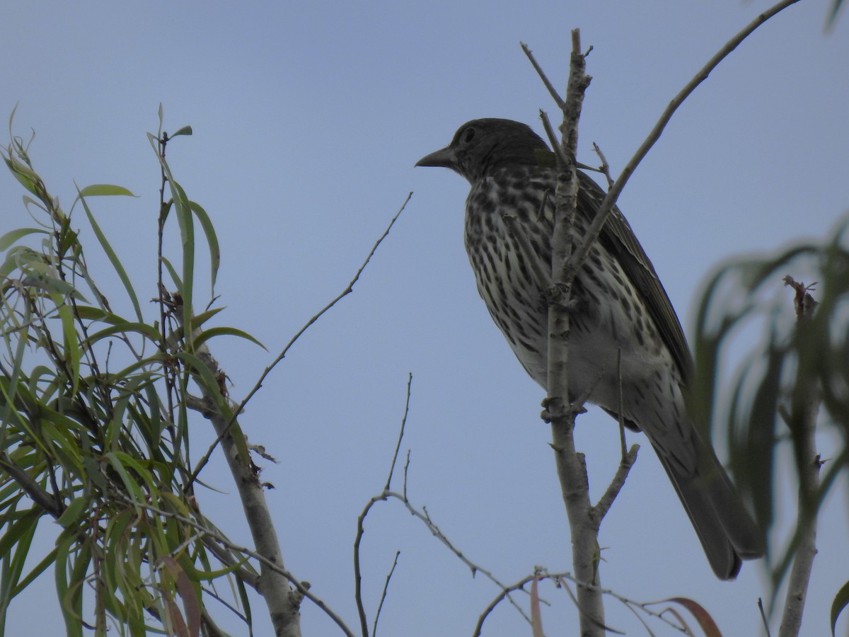 Australasian Figbird - ML617462864