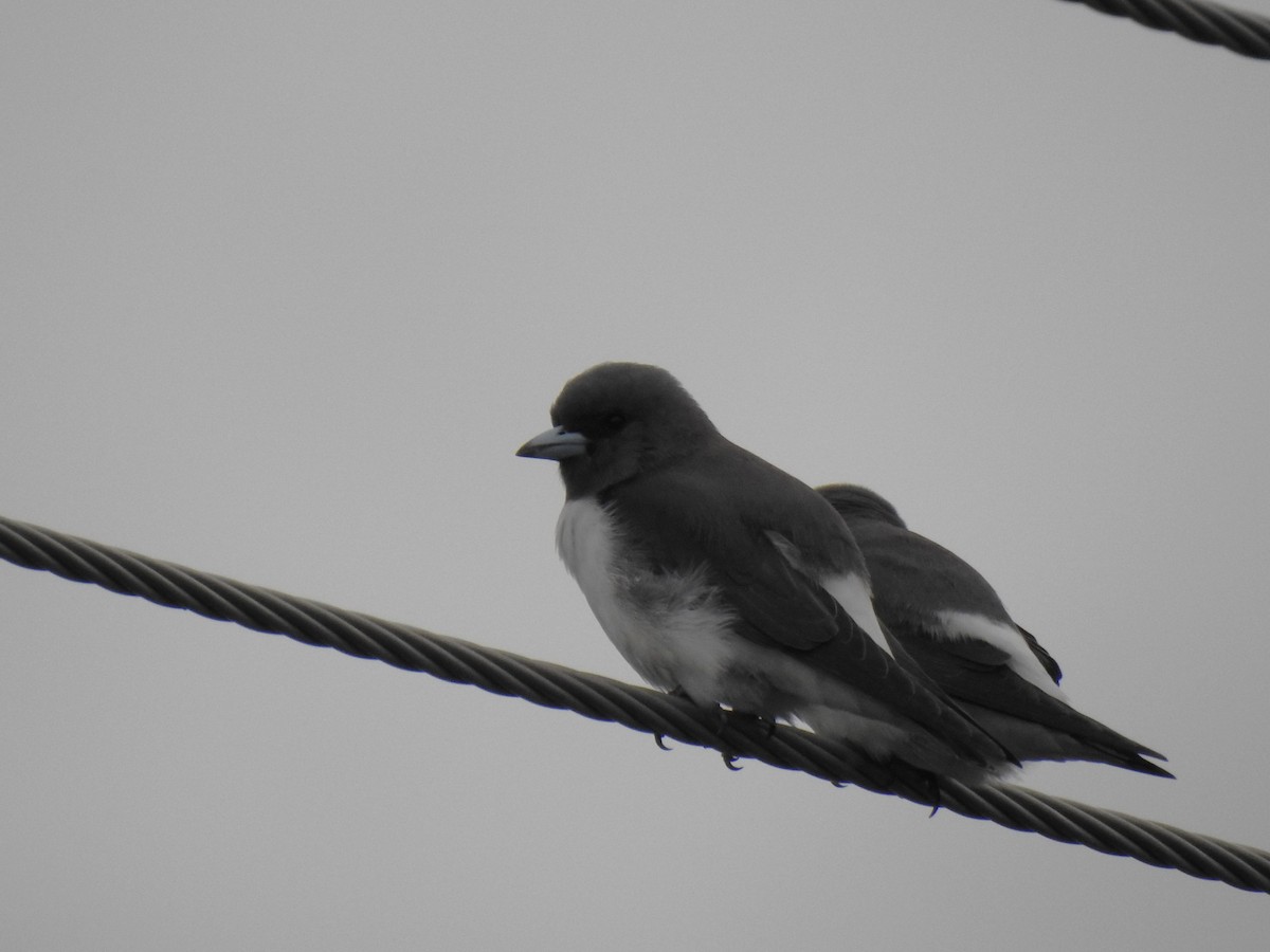 White-breasted Woodswallow - ML617462874