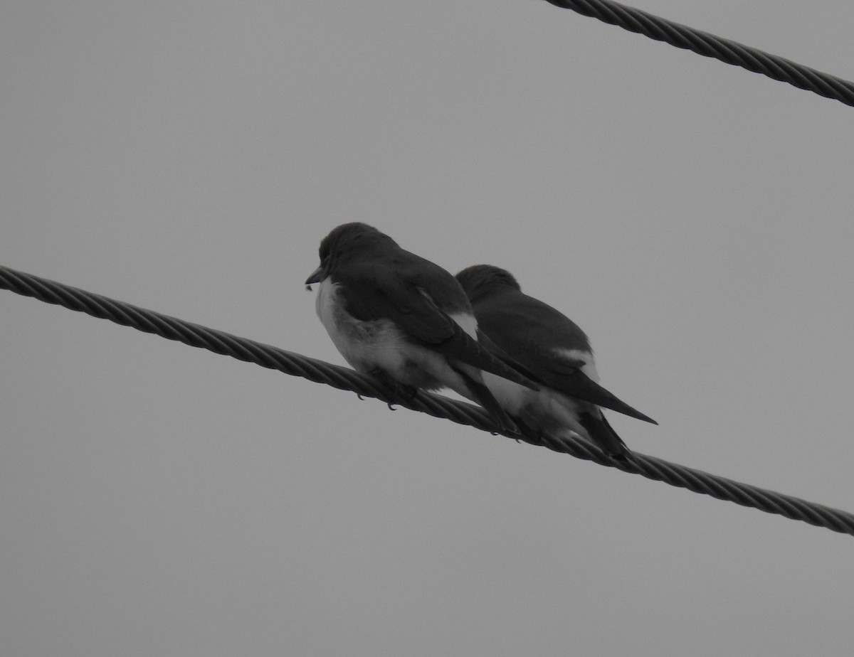 White-breasted Woodswallow - ML617462877