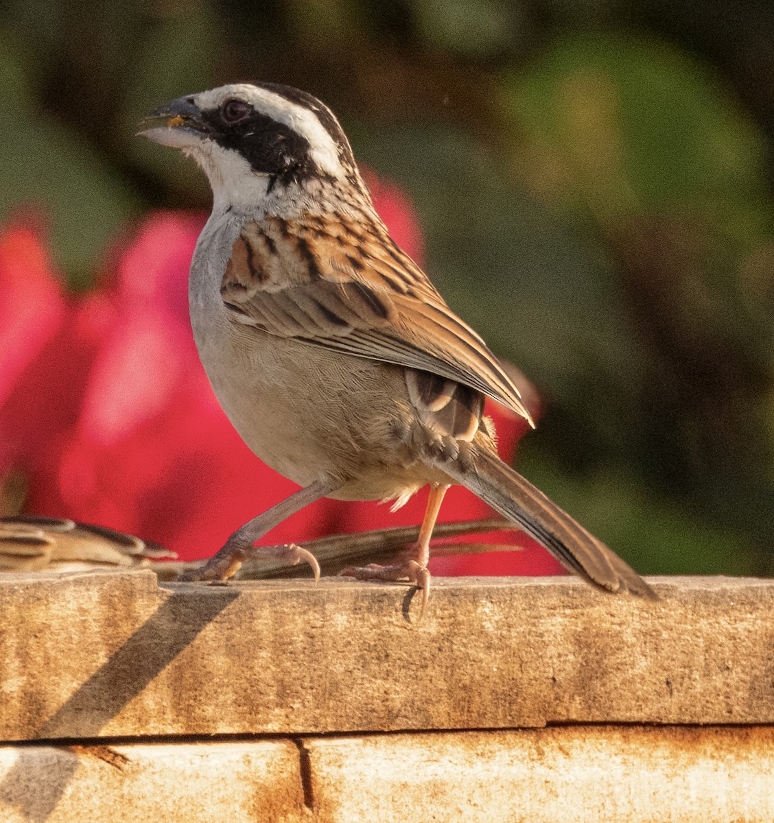 Stripe-headed Sparrow - ML617462904