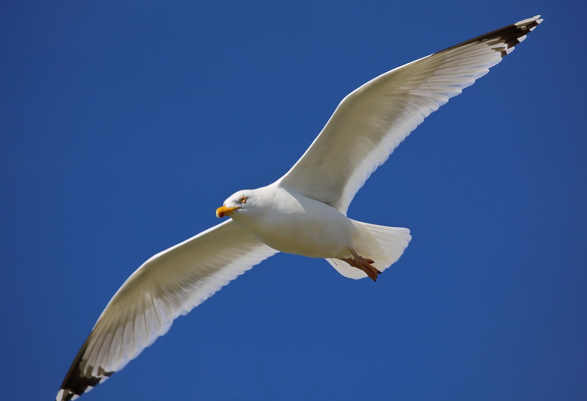 Herring Gull (European) - ML617462932