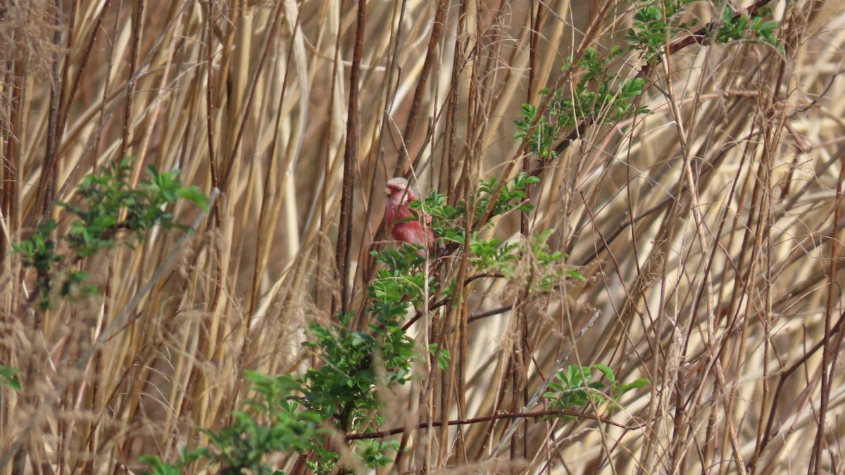 Long-tailed Rosefinch - YUKIKO ISHIKAWA