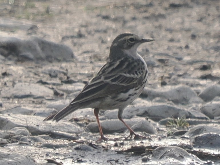 Rosy Pipit - ML617462970