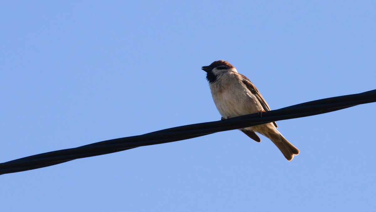 Eurasian Tree Sparrow - ML617463012