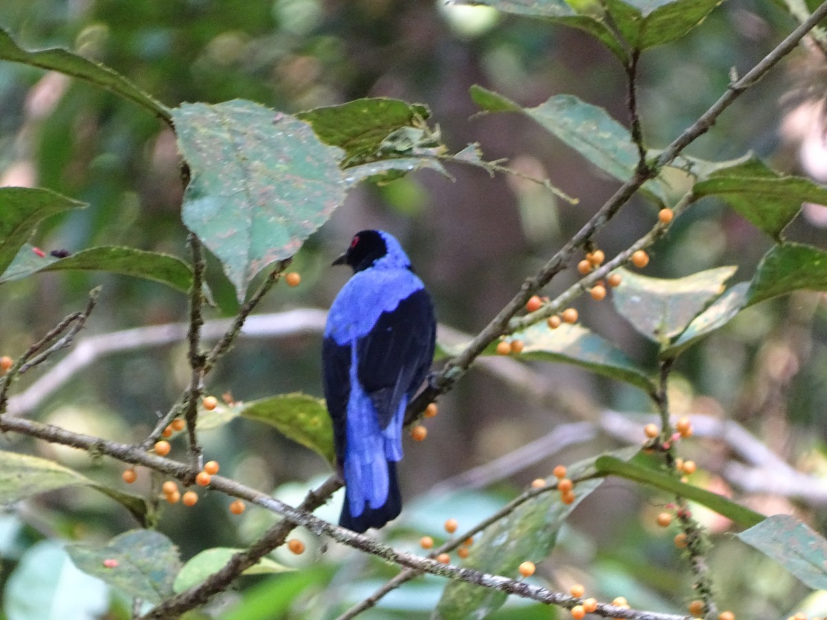 Asian Fairy-bluebird - Lai Wah Liu