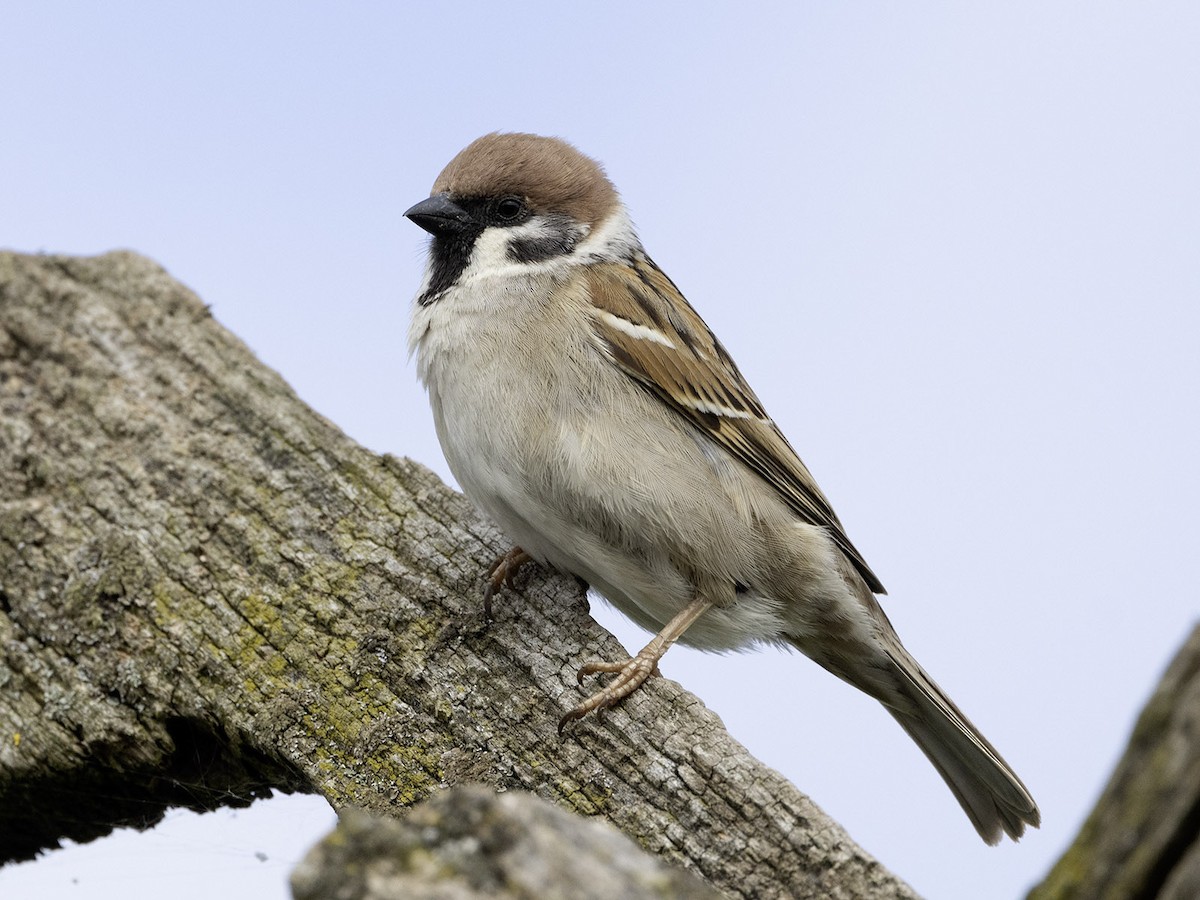 Eurasian Tree Sparrow - ML617463093