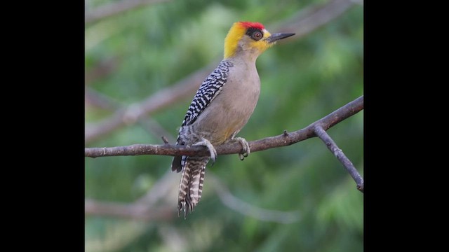 Golden-cheeked Woodpecker - ML617463323