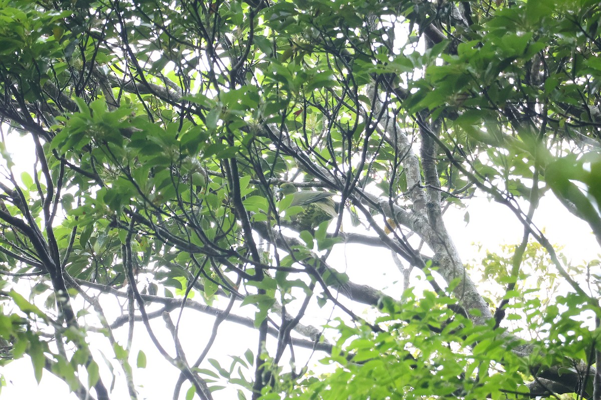 Whistling Green-Pigeon (Ryukyu) - ML617463342