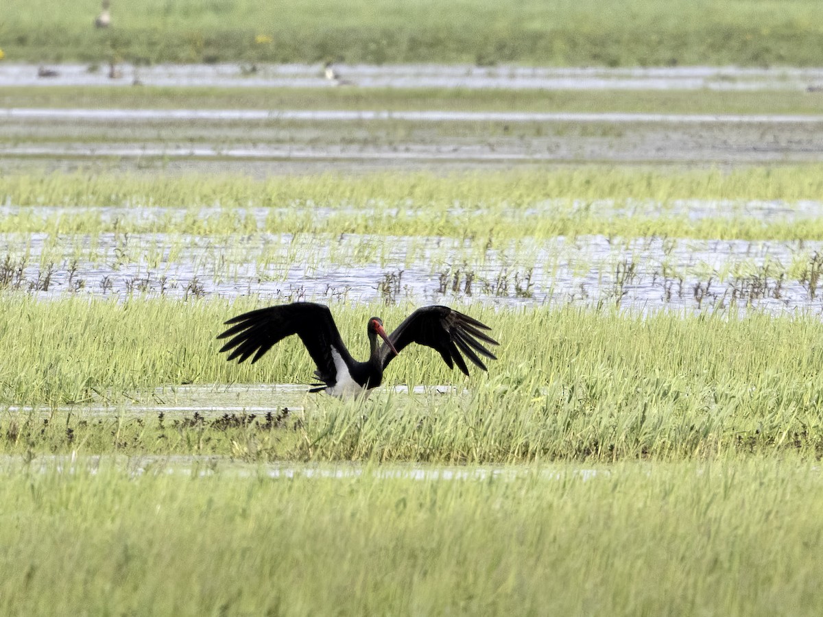Black Stork - Frode Falkenberg