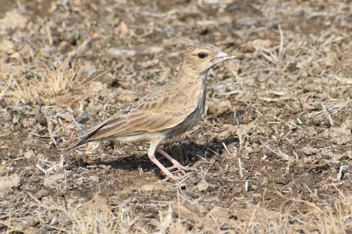 Ashy-crowned Sparrow-Lark - ML617463376