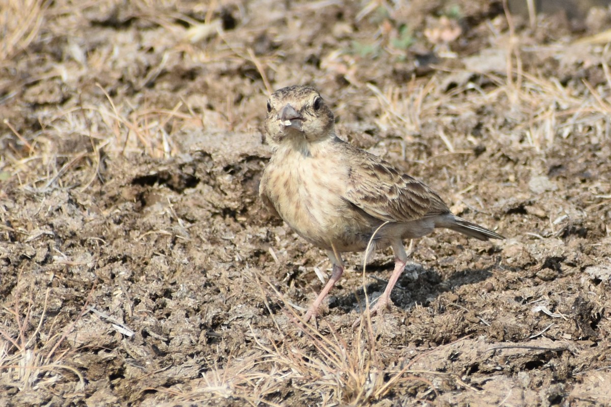 Ashy-crowned Sparrow-Lark - ML617463379
