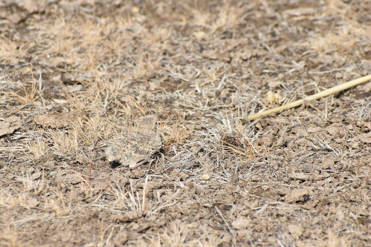 Ashy-crowned Sparrow-Lark - ML617463381