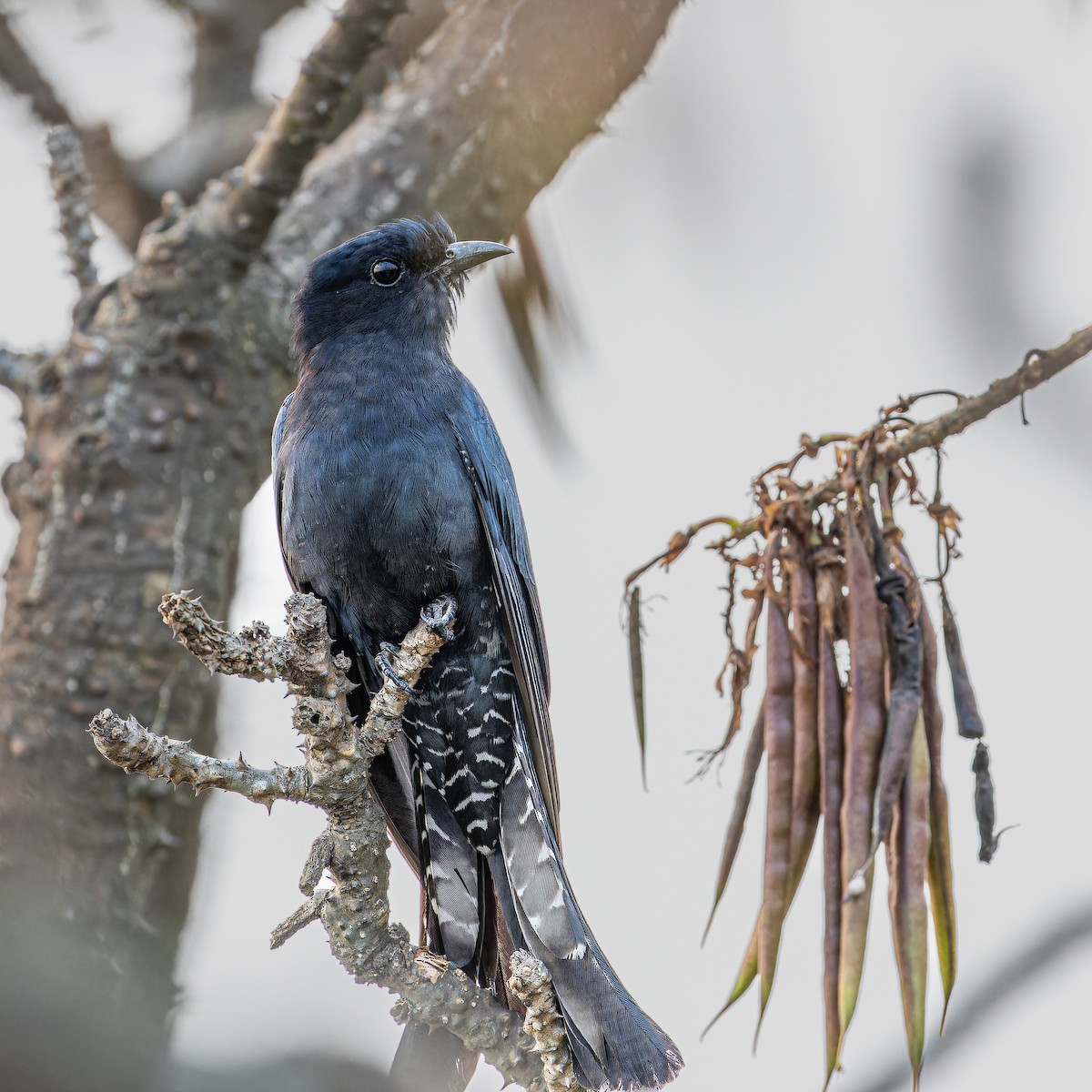 Square-tailed Drongo-Cuckoo - ML617463382