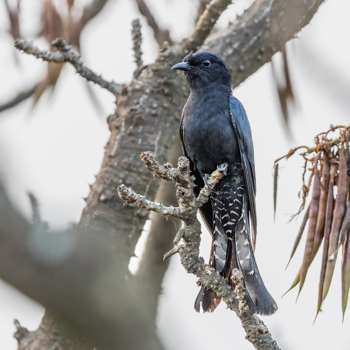 Square-tailed Drongo-Cuckoo - ML617463383