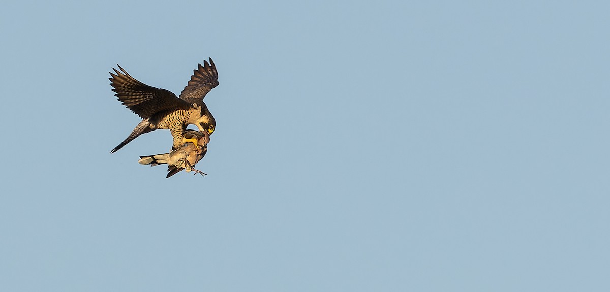 Peregrine Falcon (Barbary) - ML617463393